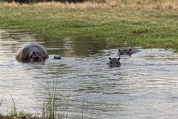 unterschiedlich große Flusspferde im Wasser
