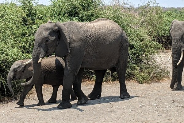 Elefantenherde auf dem Weg zur Wasserstelle