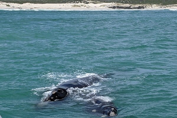 2 Southern Right Whales