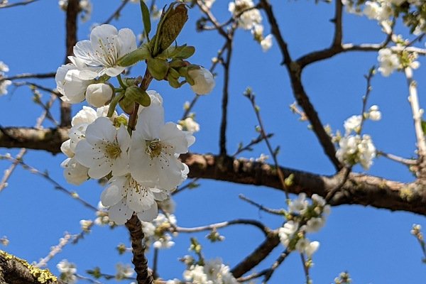 Kirschblüte