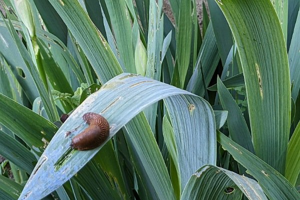 Nacktschnecke auf Lilienblatt