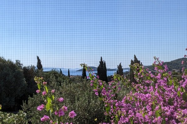 Blick über Blumen hinweg aufs Meer