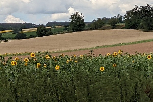 Sonnenblumenfeld