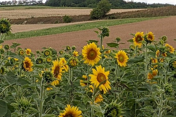 Sonnenblumen