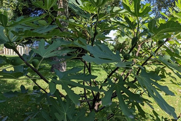 Feigenbaum mit Früchten