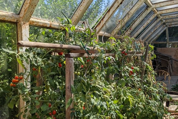 Tomatenpflanzen in einem glashaus