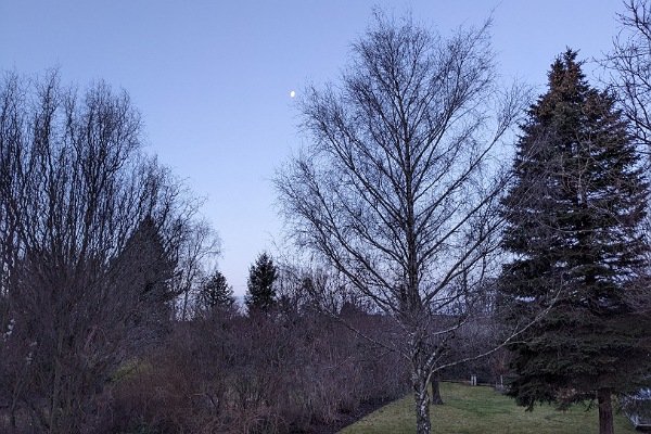 Blick aus dem Fenster auf einen Garten mit Birke!