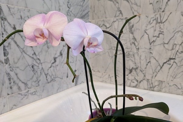 weiß-rosa Orchideenpflanze